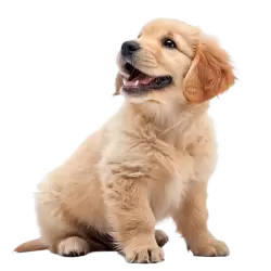 Imagen PNG para descargar